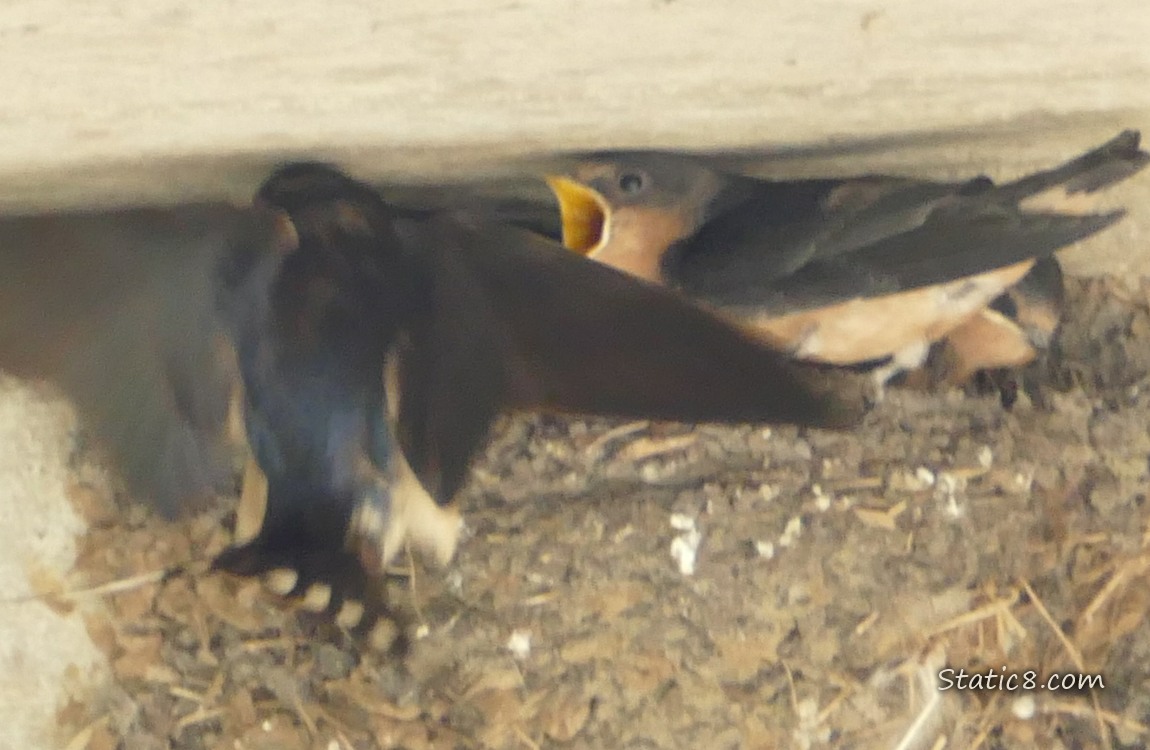 Barn Swallow parent flying in with food, one baby begging