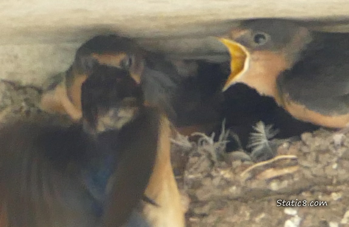 Close up of Barn Swallow parent flying in with food, one baby begging