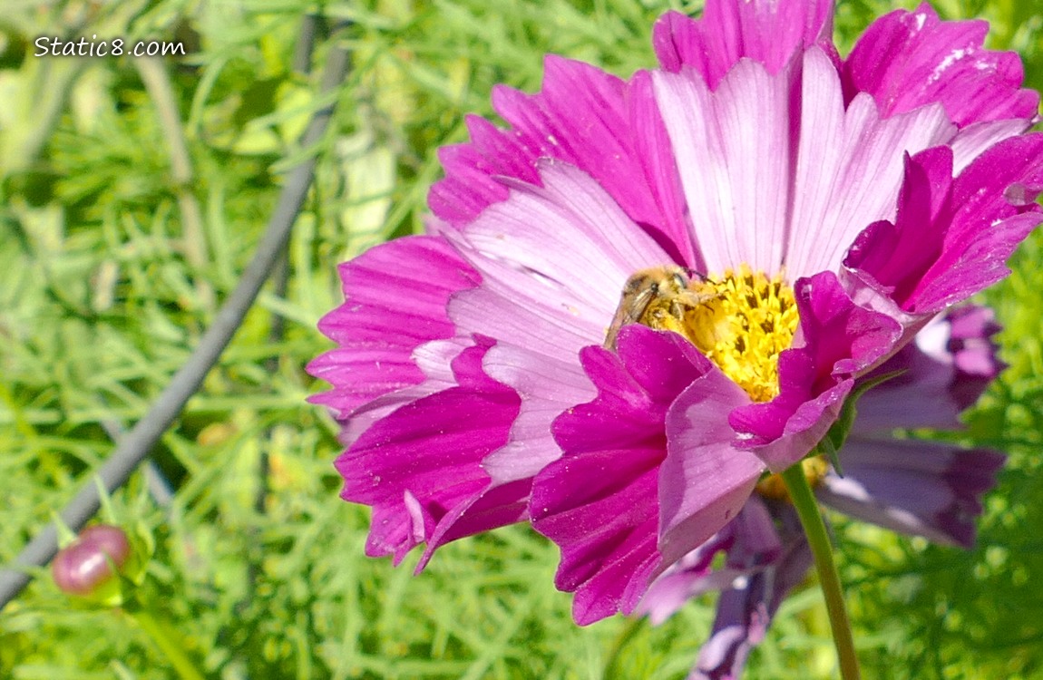 Honey Been in a dark pink Cosmos bloom