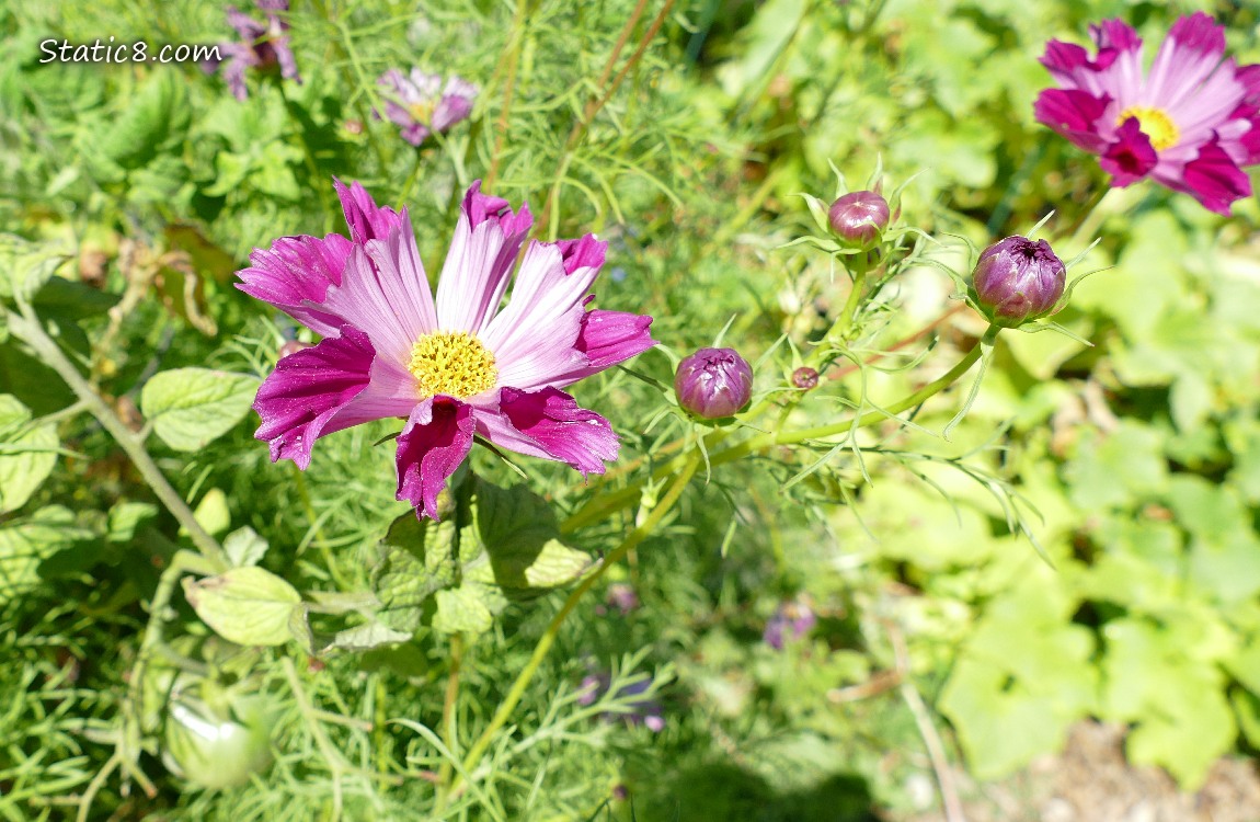 Dark pink Cosmos bloom