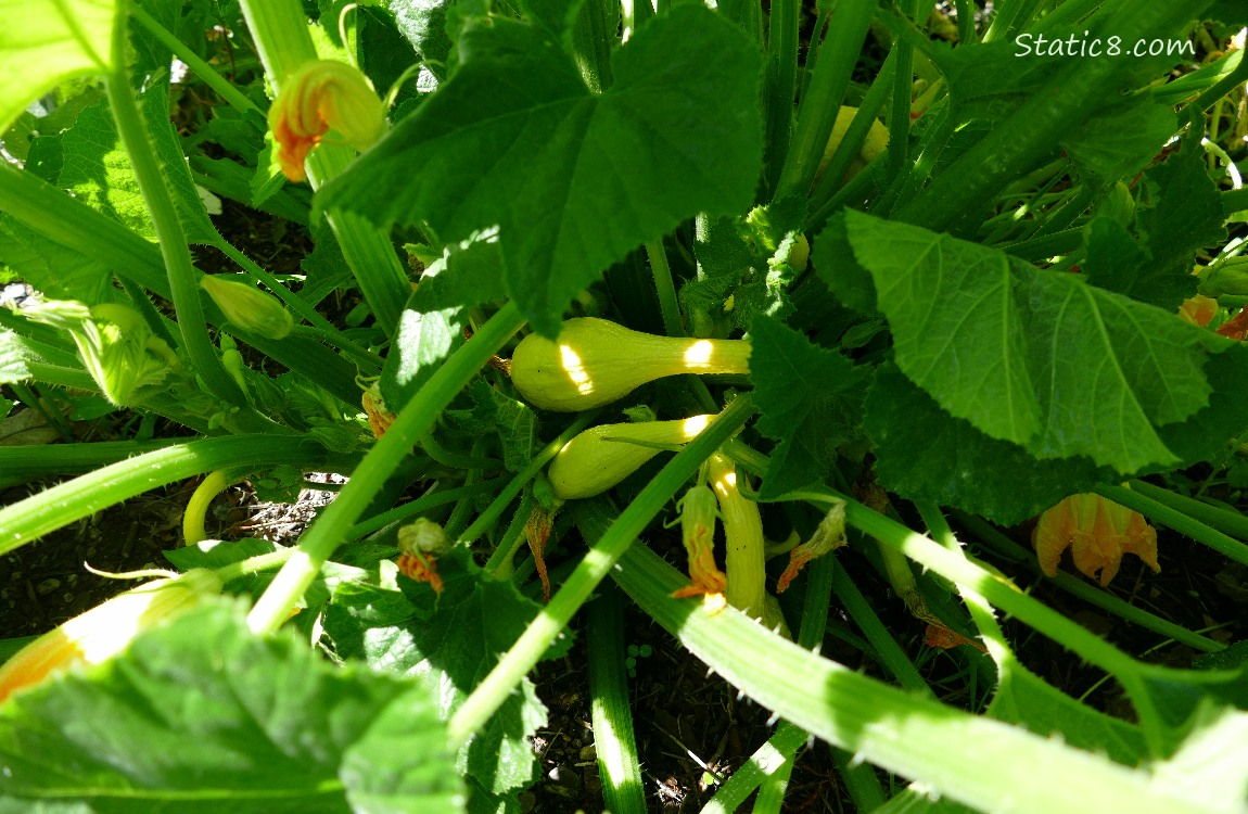 Crookneck fruits growing under the leaves