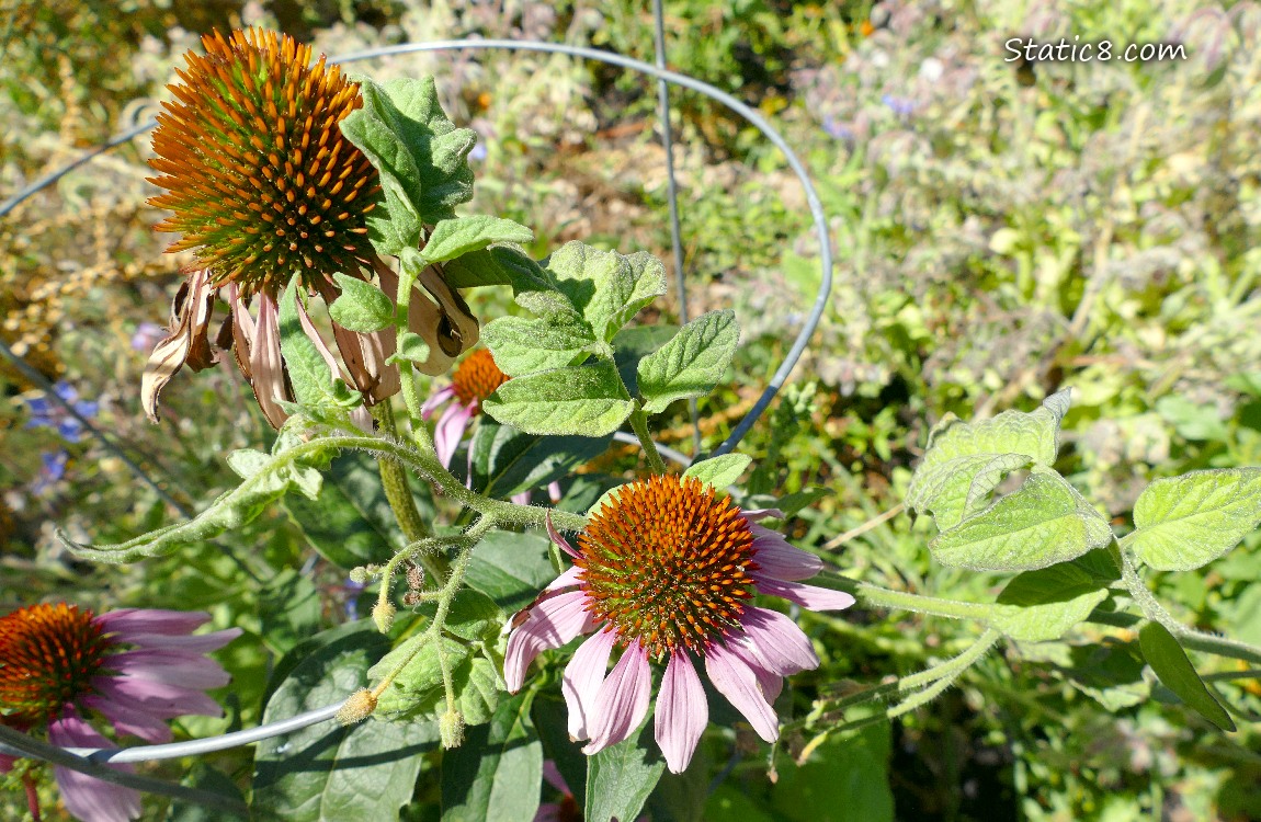 Pink Echinacea blooms with a bracnh of tomato leaves