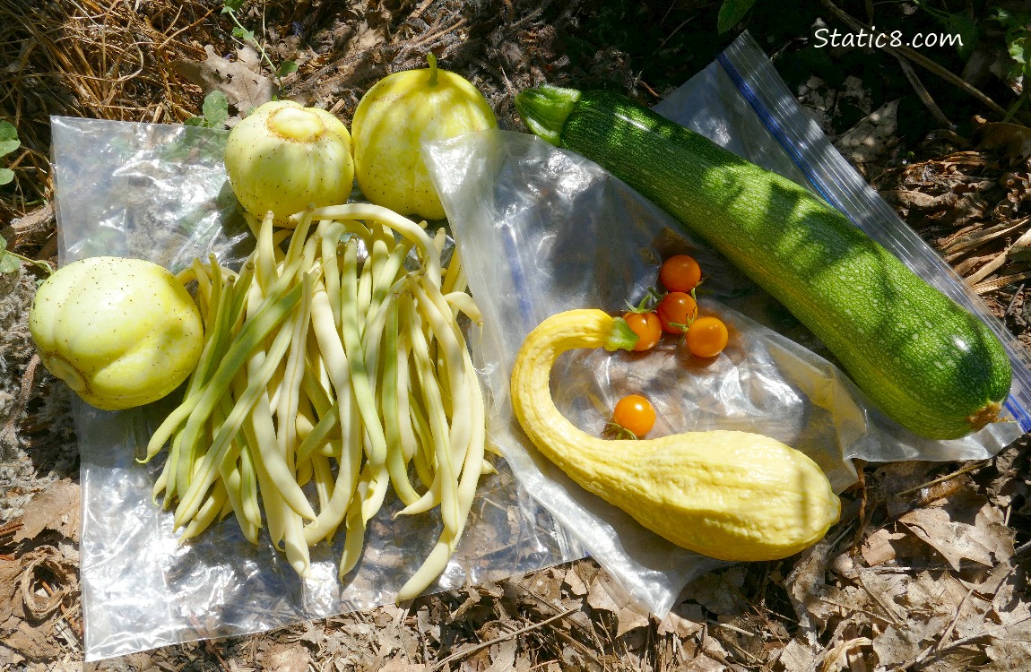 Harvested veggies laying on ziplocks on the ground