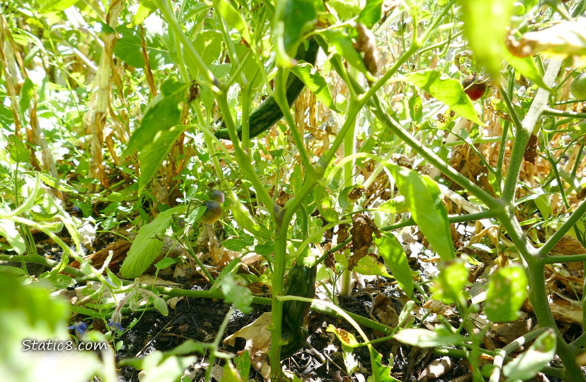 Pepper fruit ripening on the plant