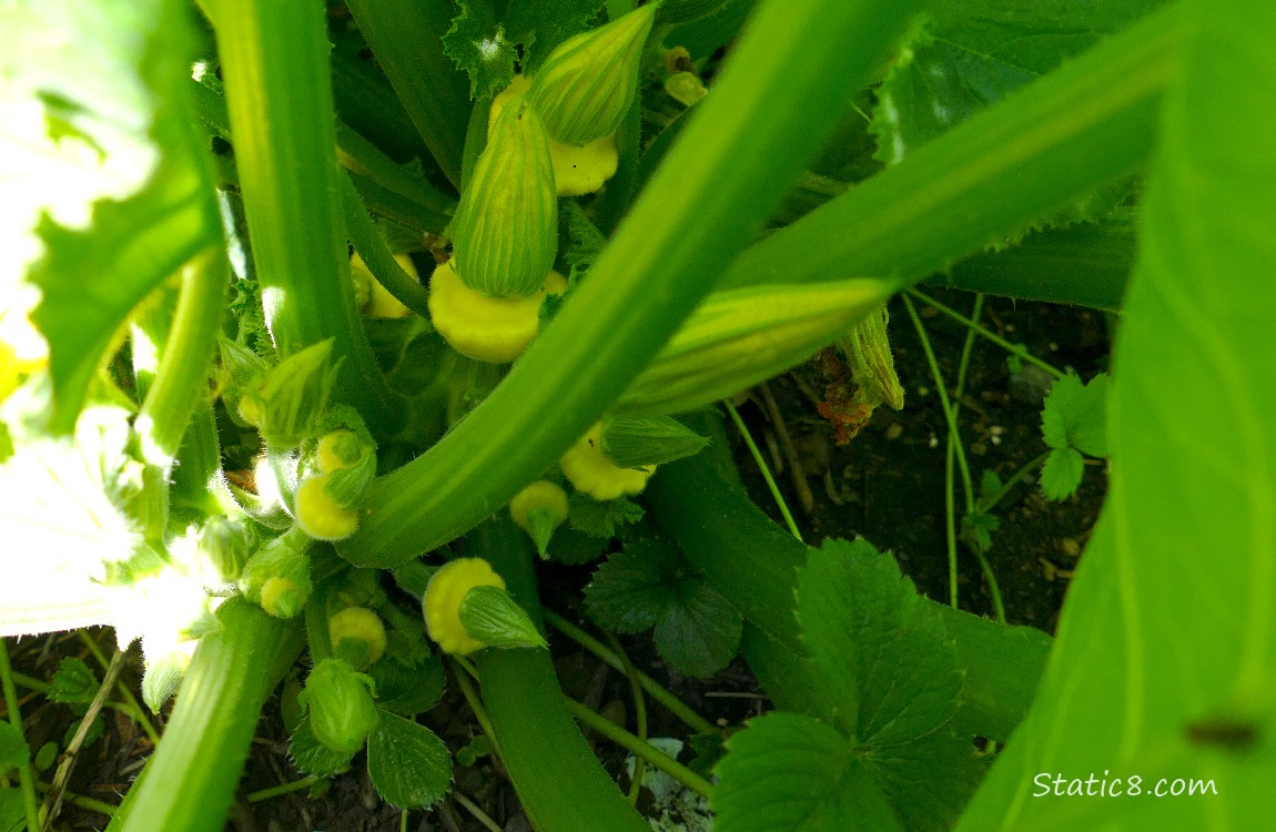Patty Pan fruits growing under the leaves