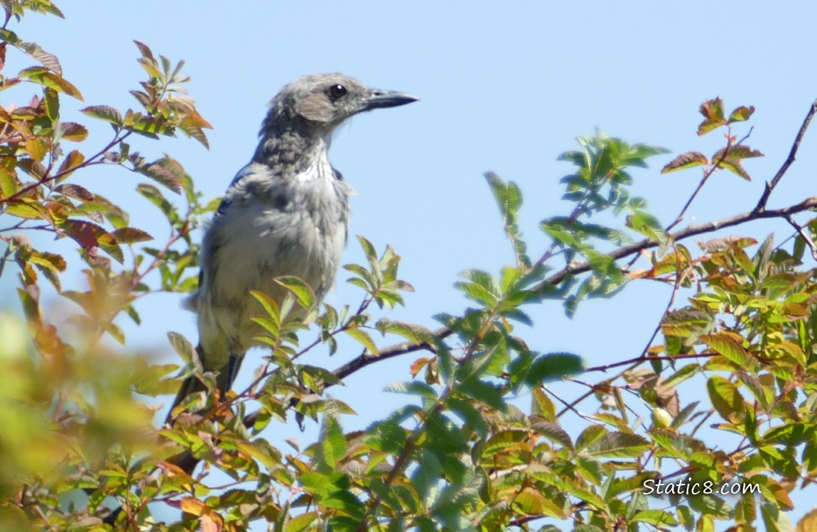 Scrub Jay fledgling standing above leafy branches