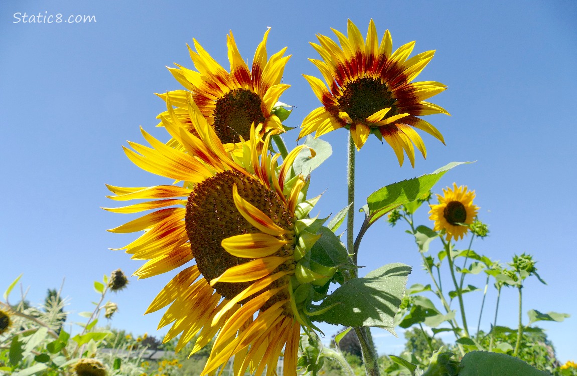 Sunflower blooms with the blue sky background