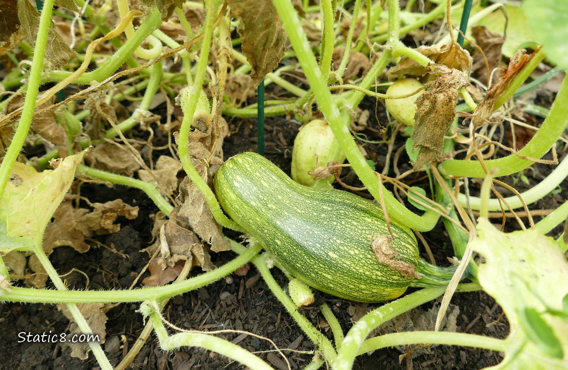 Short Armenian Cucumber ripening on the vine