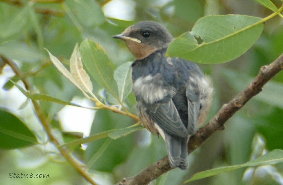 Barn Swallow Fledgling standing on a branch