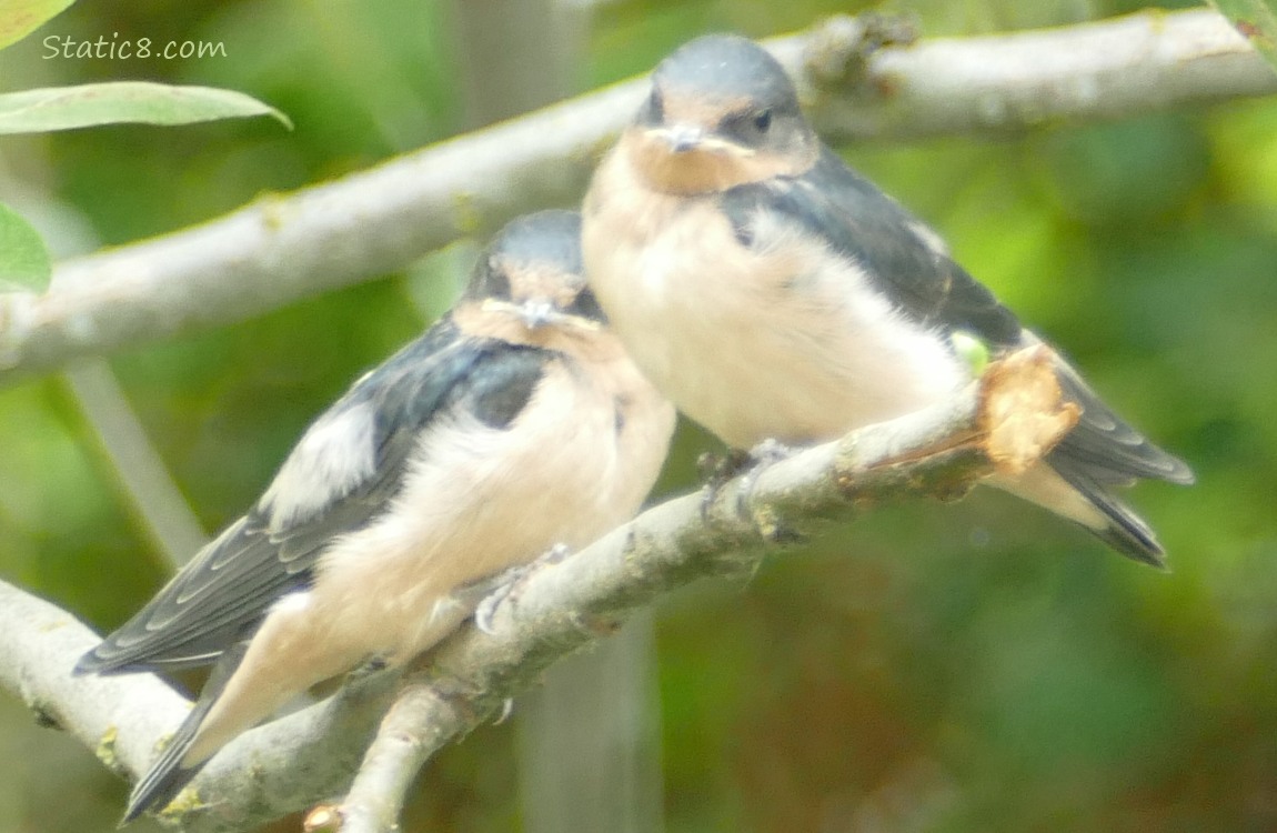 Two Barn Swallow fledglings standing on a branch