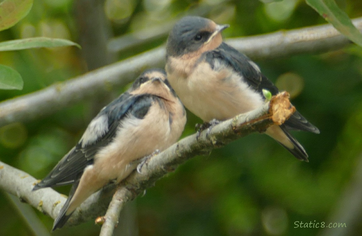 Two Barn Swallow fledglings standing on a branch