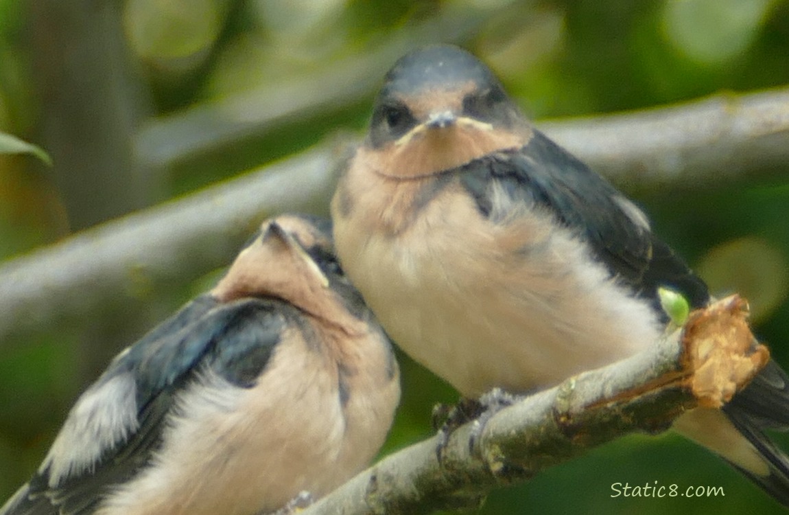 Two Barn Swallow fledglings standing on a branch