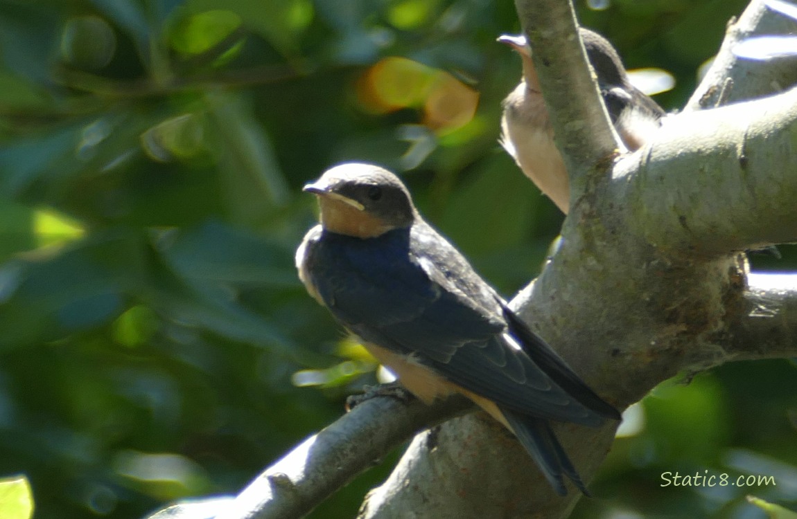 Two Barn Swallow Fledglings standing on a branch