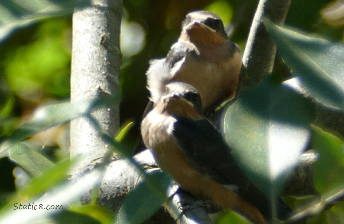 Two Barn Swallow Fledglings standing on a branch