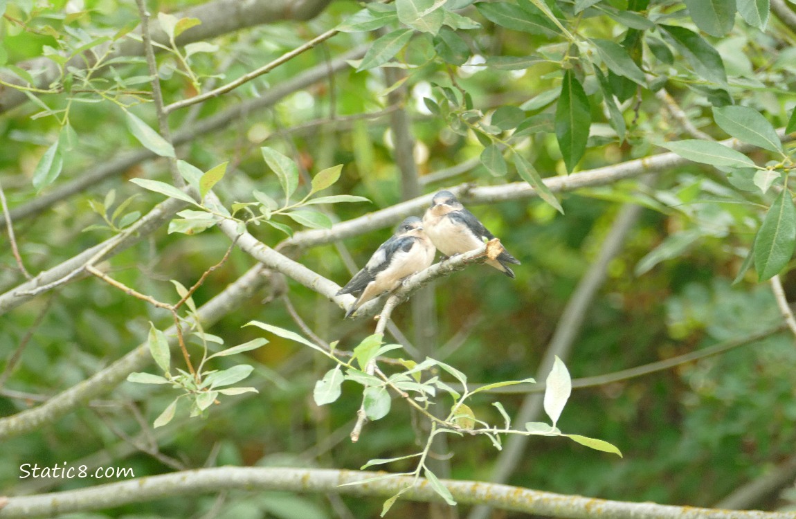 Two Barn Swallow Fledglings standing on a branch in a thicket