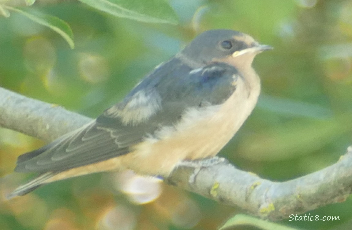 Barn Swallow Fledgling standing on a branch
