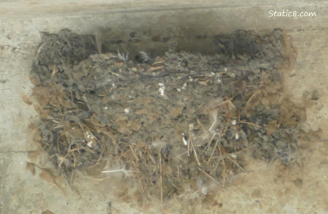 Empty Barn Swallow nest