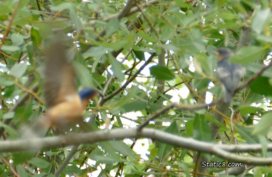 Blurry Barn Swallow parent flying to feed a fledgling standing on a branch