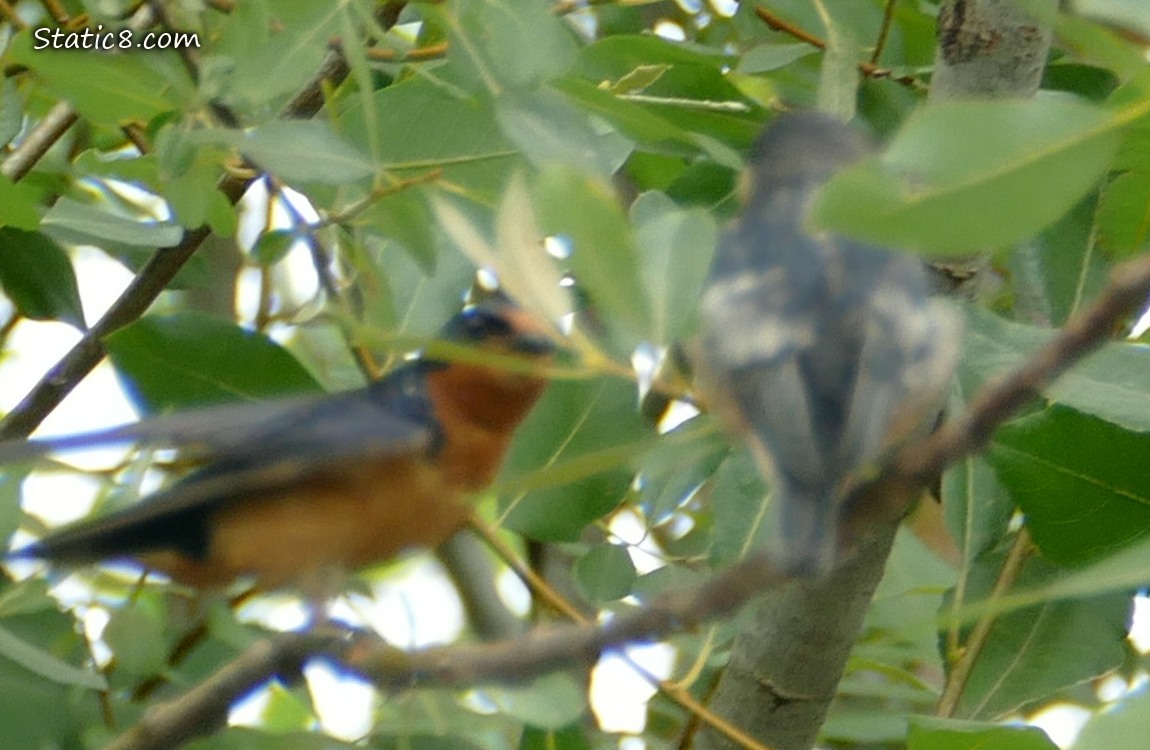 Blurry Barn Swallow parent flying to feed a fledgling standing on a branch