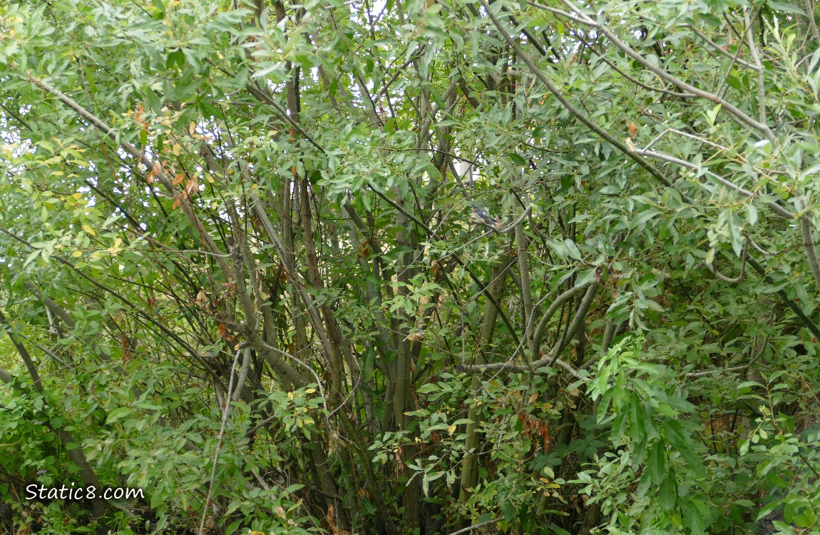 Thicket