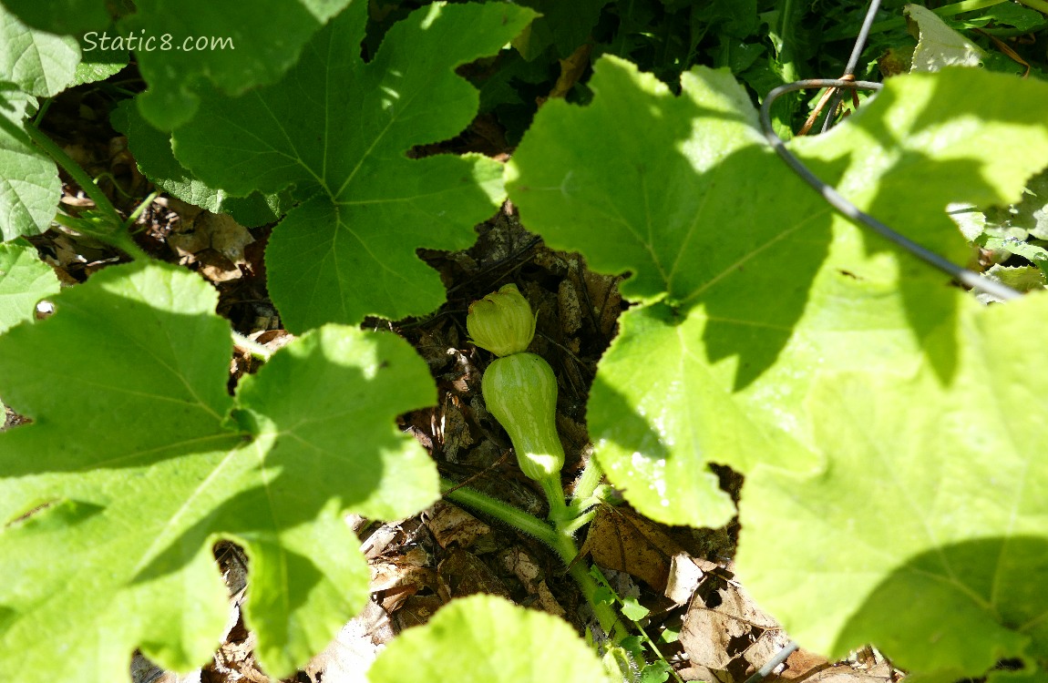 Small Butternut Squash fruit growing under the leaves