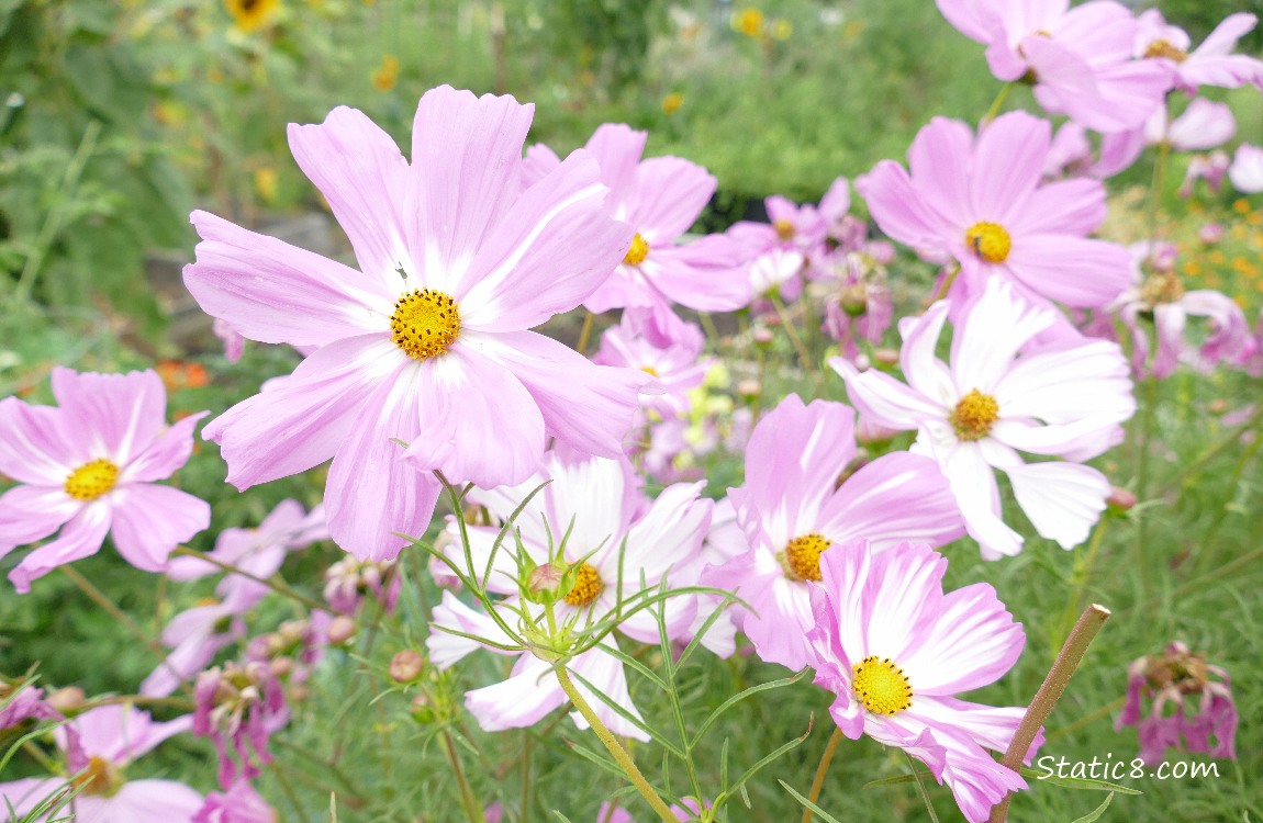 Bicolour pink and white Cosmos blooms