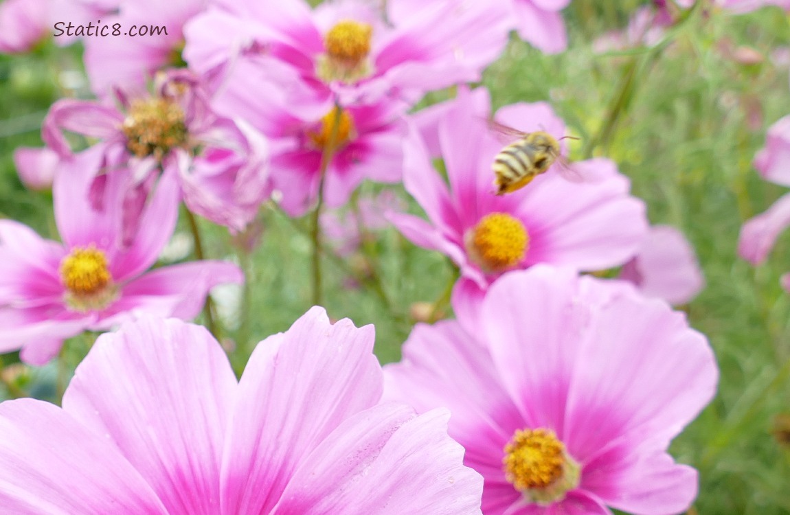 Honey Bee flying past pink Cosmos blooms
