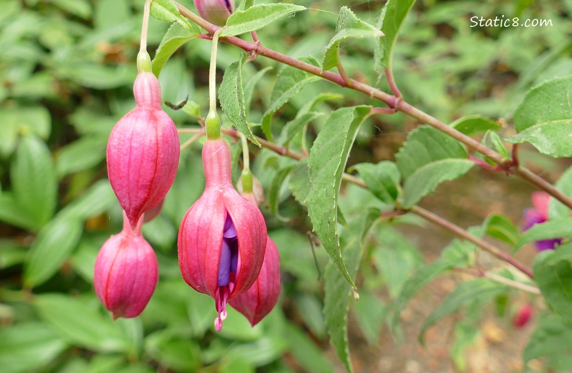 Fuchsia blooms hanging from the plant, green leaves in the background