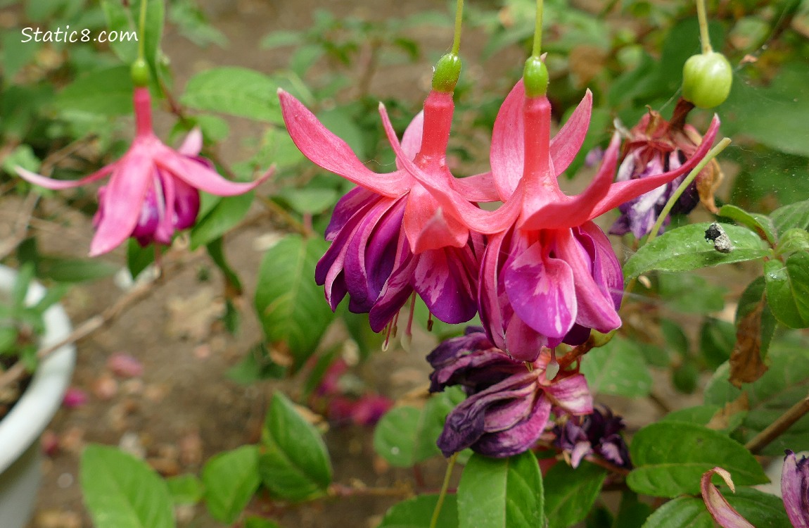 Fuchsia blooms hanging from the plant