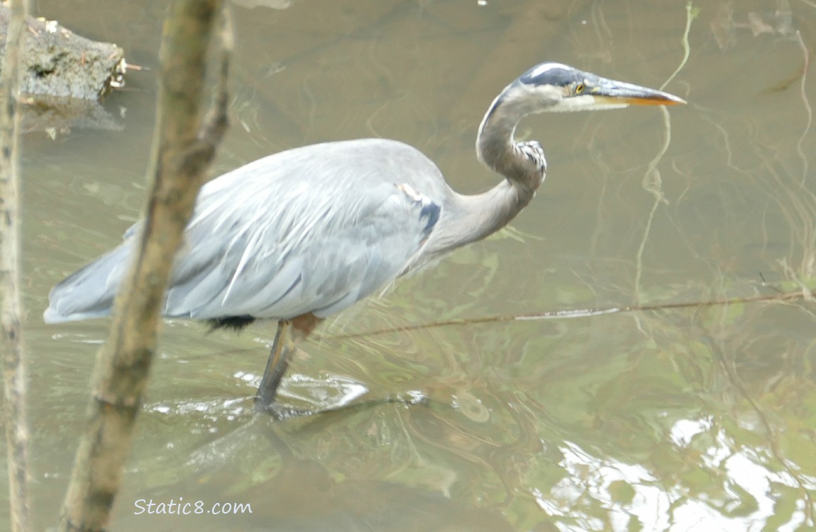 Great Blue Heron walking in shallow water