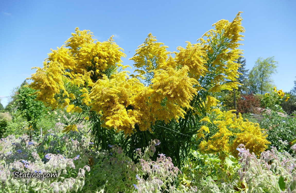 Goldenrod blooms under a blue sky
