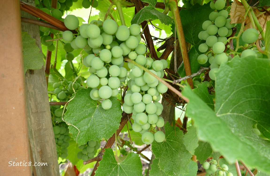 Grapes ripening on the vine