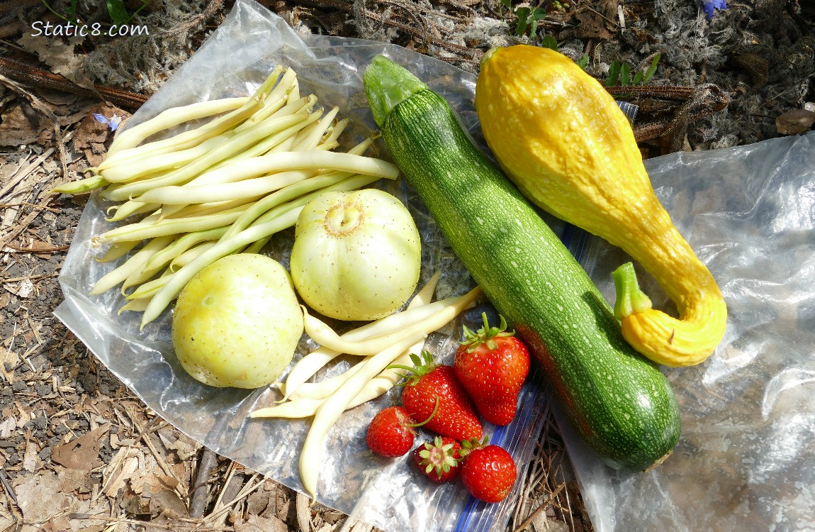 Harvested veggies laying on ziplocks on the ground
