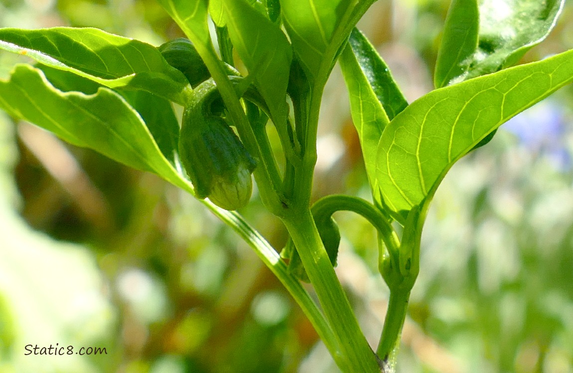 Flower buds on a pepper plant