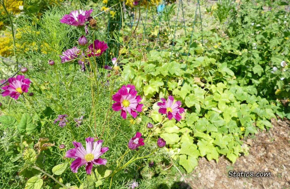 Dark pink Cosmos blooms in a garden