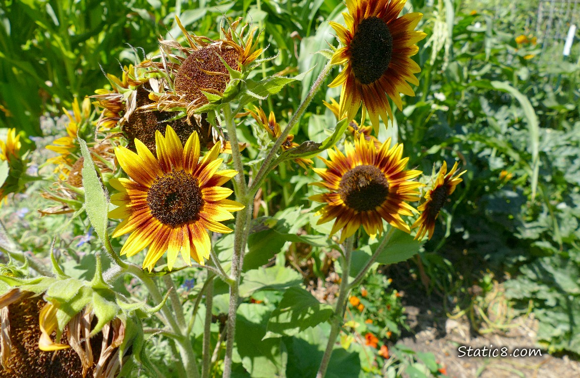 Sunflower blooms in a garden plot