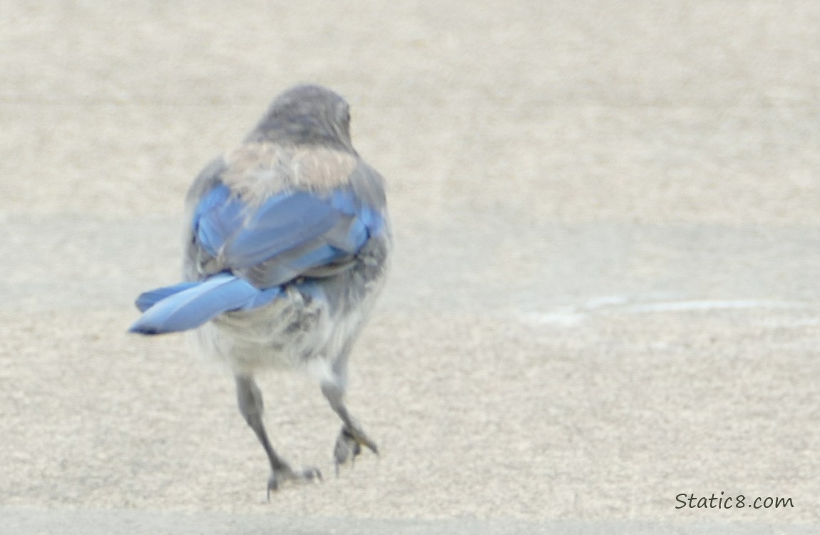 Scrub Jay bouncing away on the sidewalk