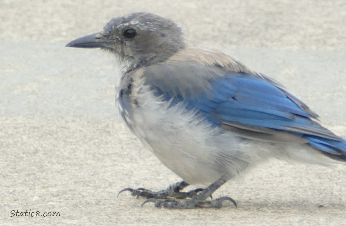 Juvenile Scrub Jay standing on the sidewalk