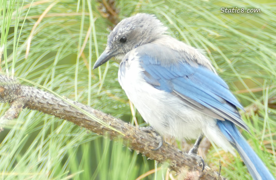 Juvenile Scrub Jay standing on a pine tree branch, green pine needles in the background