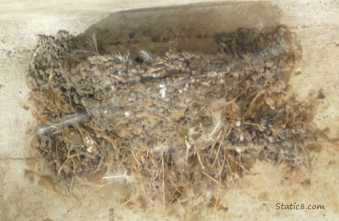 Empty Barn Swallow  nest