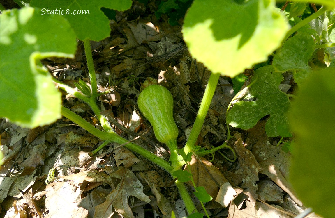 Butternut sqash growing on the vine under the leaves