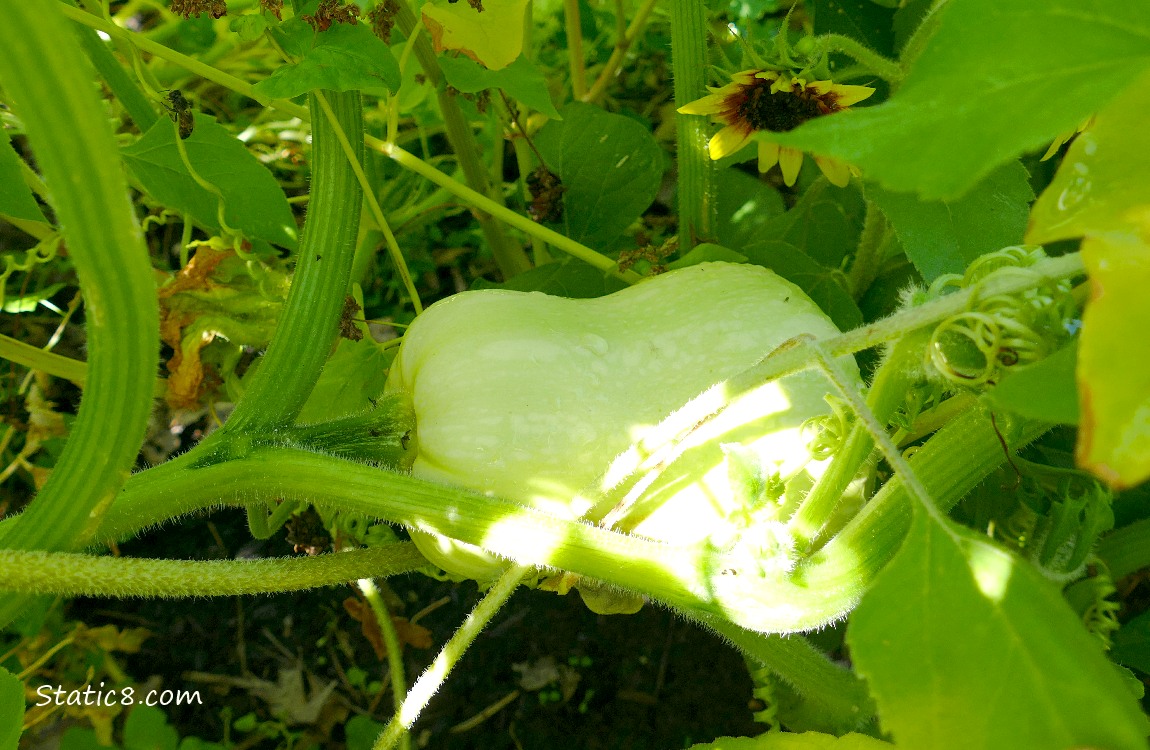 Butternut Squash growin on the vine