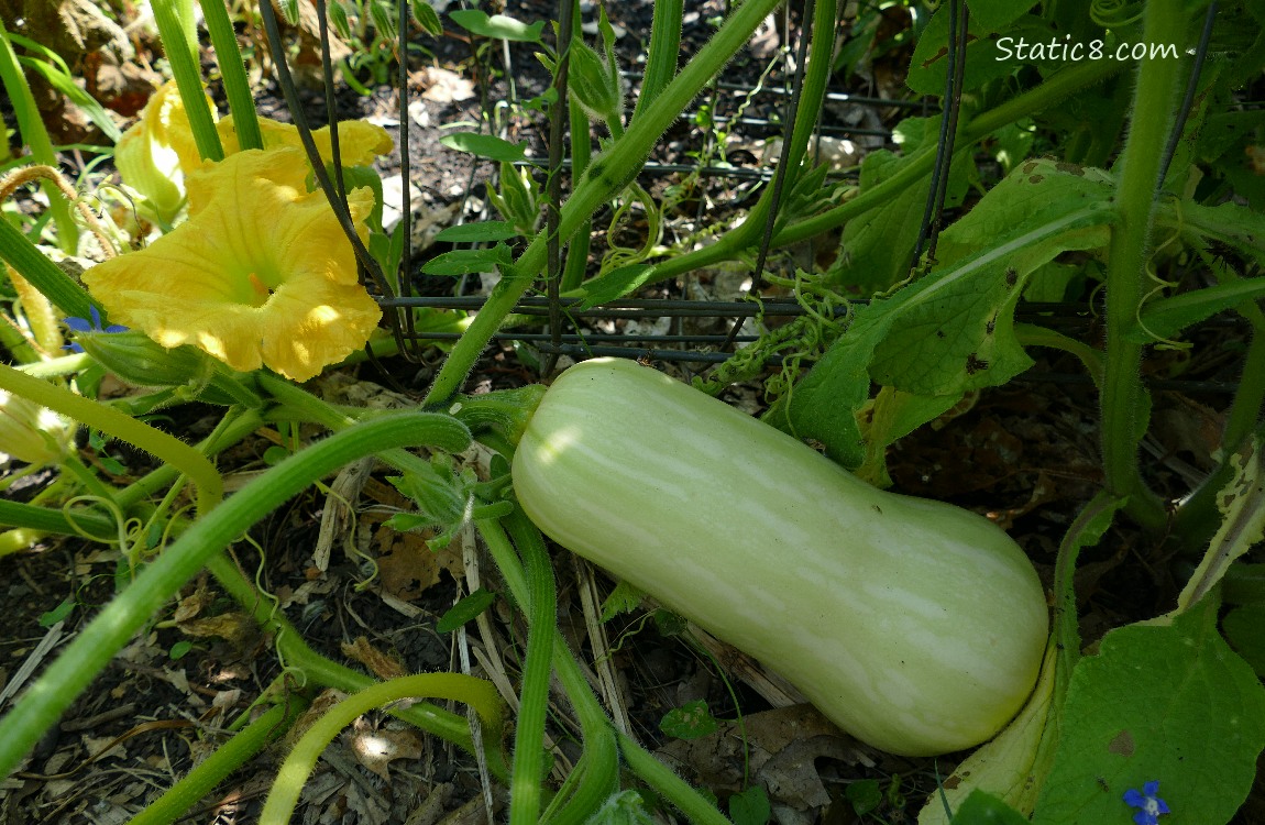 Butternut Squash fruit ripening on the vine with a flower