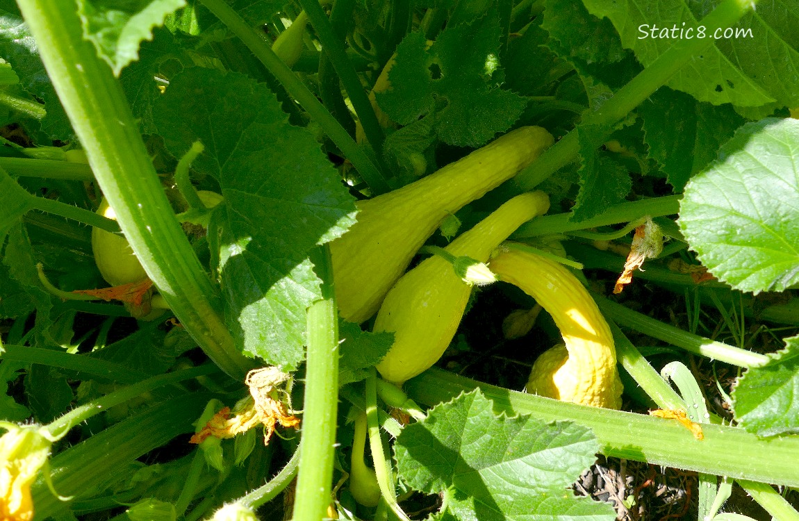 Crookneck squashes growing on the plant