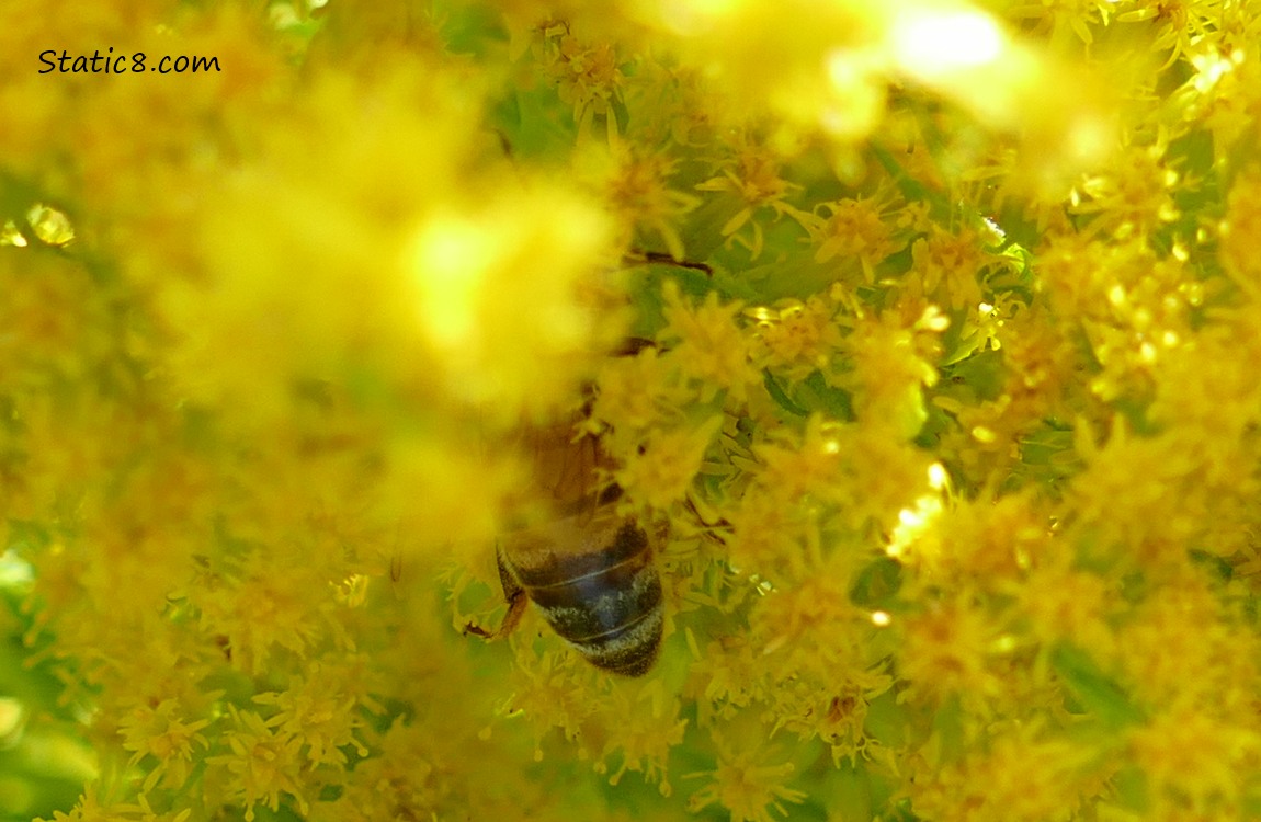 Honey bee buried in yellow blooms of Goldenrod