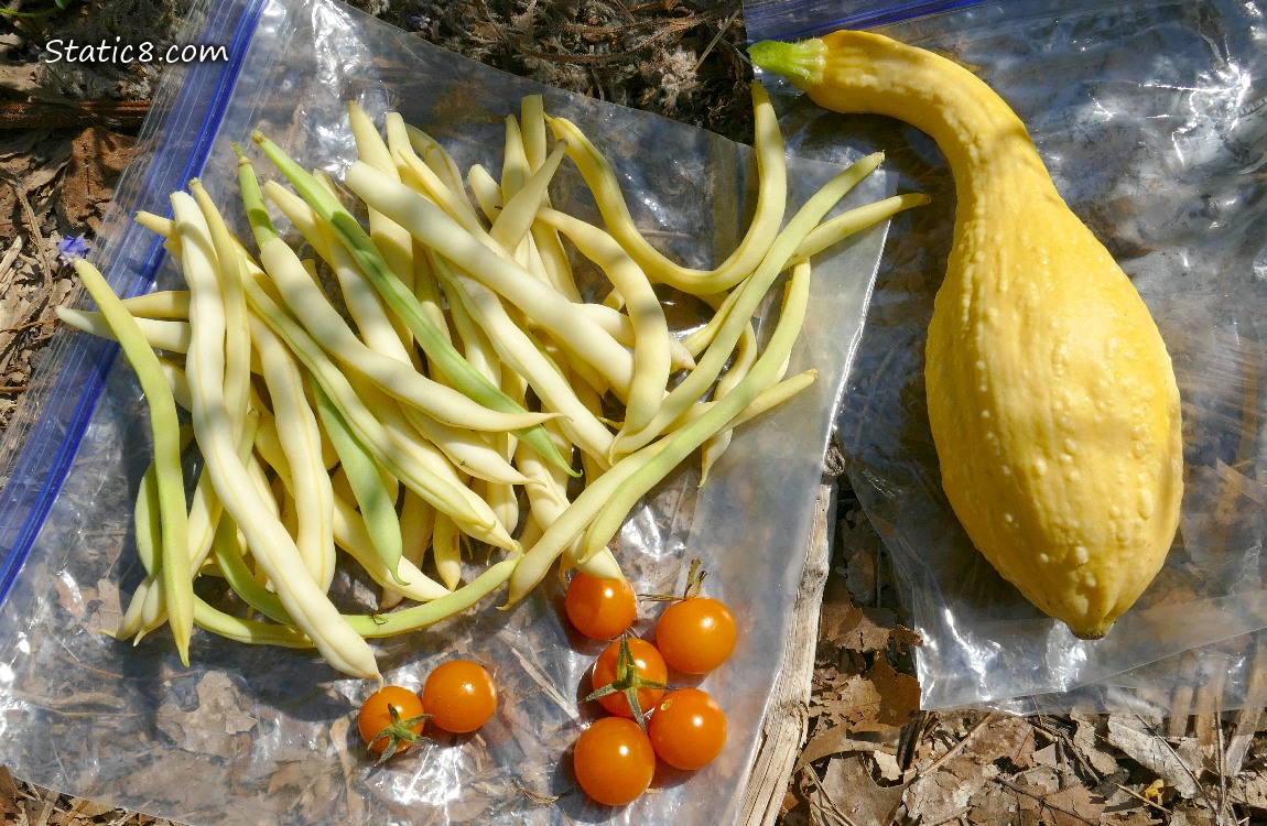 harvested veggies laying on ziplocks on the ground