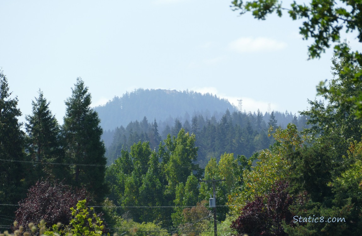 Trees and the hill in the distance under a pale blue sky