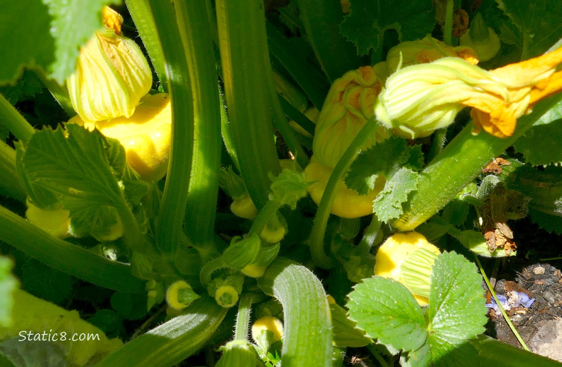 Patty Pan squashes growing from the plant