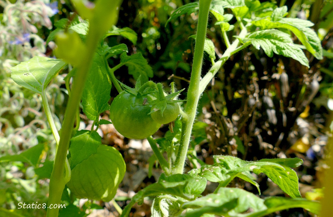 Green tomatoes growing on the vine, surrounded by other plants