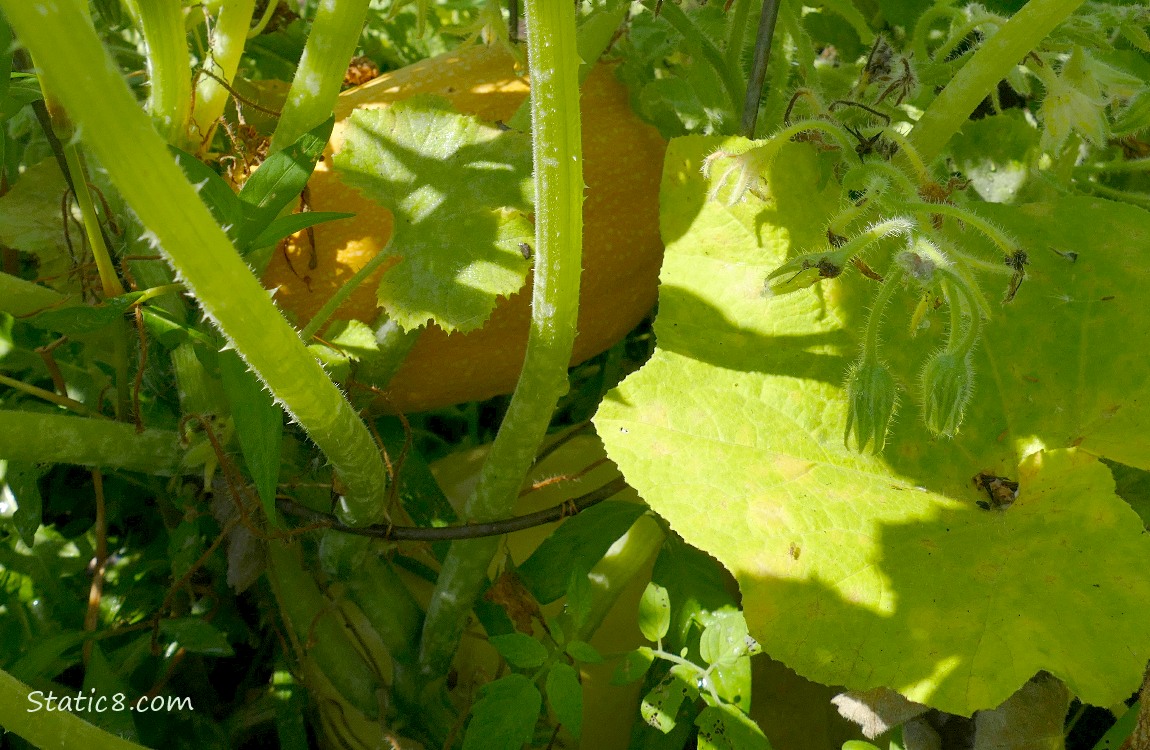 Spaghetti Squash fruits ripening on the plant
